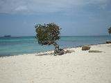 The Famous Divi Tree