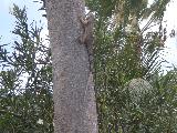 Resident Iguana at Tamarijn