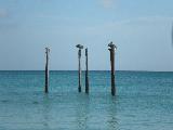 Resident Pelicans at Druif Beach