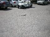 Badly Parked Iguana at Tamarijn