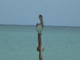 Resident Pelican
