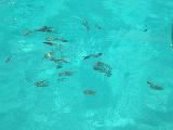 Clear Water with Fish